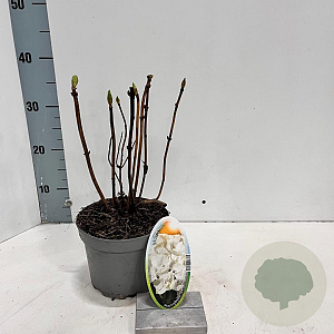 Hydrangea m. 'Soeur Thérèse' 20-25 cm 2,0L