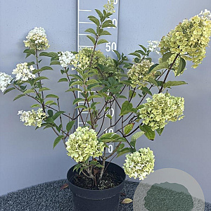 Hydrangea pan. 'Silver Dollar' 50-60 cm 5,0L