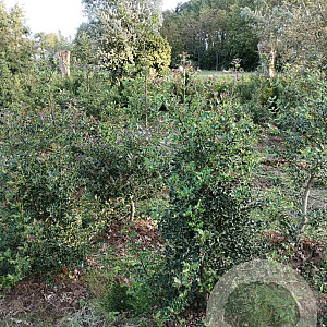Ilex aquifolium 125-150 cm met kluit