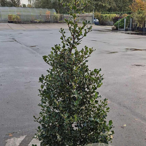 Ilex aquifolium 125-150 cm met kluit