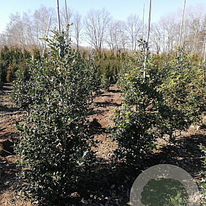 Ilex aquifolium 80-100 cm met kluit