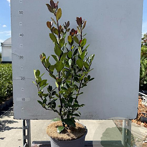 Ilex meserv. 'Blue Prince' 30-40 cm 3,0L