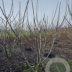 Juglans regia 200-250 cm draadkluit meerstammig