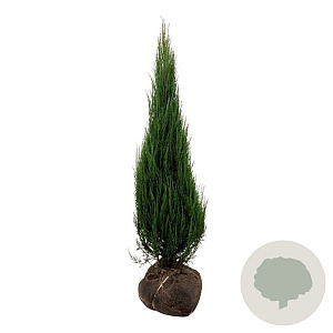 Juniperus s. 'Blue Arrow' 125-150 cm met kluit extra