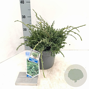 Juniperus squamata 'Holger' 20-25 cm 3,0L