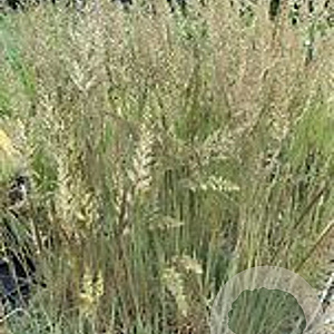 Koeleria glauca GM P9 BIO