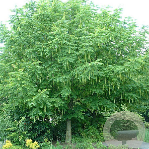 Koelreuteria paniculata 12-14 HO draadkluit