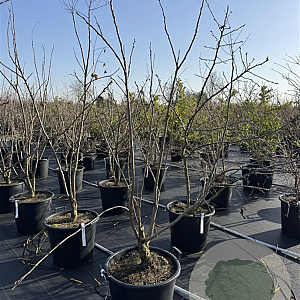 Koelreuteria paniculata 150-175 cm 50L