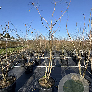 Koelreuteria paniculata 175-200 cm 50L