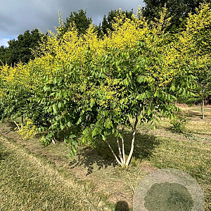 Koelreuteria paniculata 200-250 cm draadkluit meerstammig