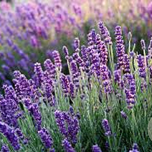 Lavandula ang. Blue Scent GM P9