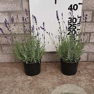 Lavandula ang. 'Hidcote' 15-20 cm 2,0L