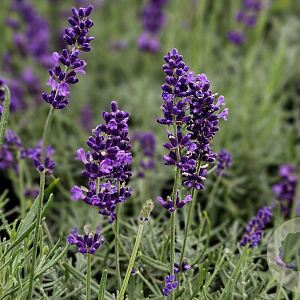 Lavandula ang. 'Hidcote' 20-25 cm 2,0L