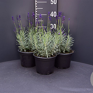 Lavandula ang. 'Hidcote' GM 2,0L