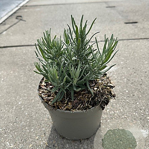 Lavandula ang. 'Munstead' 20-25 cm 2,0L