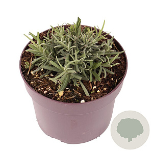 Lavandula ang. 'Munstead' GM 2,0L