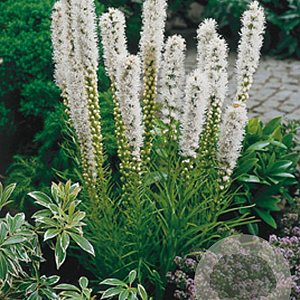 Liatris spicata 'Alba' GM P9