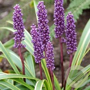 Liriope muscari 'Gold Banded' GM P9