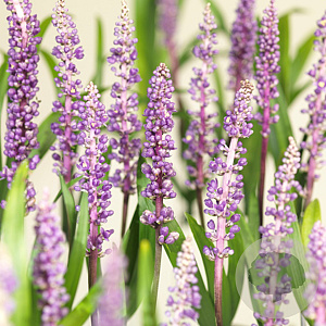 Liriope muscari 'Royal Purple' GM P9