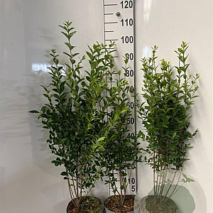 Ligustrum ovalifolium 100-125 cm 5,0L