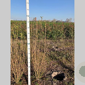Ligustrum ovalifolium 125-150 cm met kluit