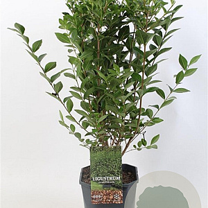 Ligustrum ovalifolium 60-80 cm 5,0L