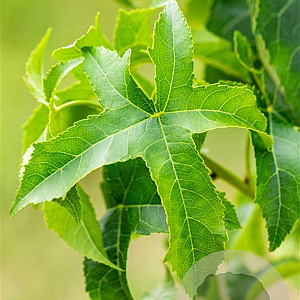 Liquidambar s. 'Lane Roberts' 14-16 HO draadkluit