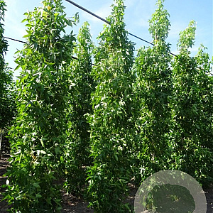 Liquidambar s. 'SlenderSilhouette' 200-225 cm met kluit