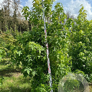 Liquidambar styraciflua 250-300 cm draadkluit meerstammig