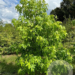 Liquidambar styraciflua 250-300 cm draadkluit meerstammig