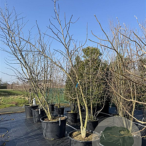 Liquidambar styraciflua 300-350 cm cont. 130L meerstammig