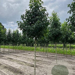 Liquidambar s. 'Worplesdon' 14-16 HO draadkluit