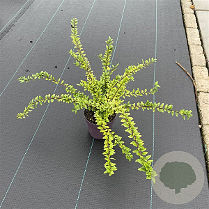 Lonicera nit. 'Maigrün' 30-40 cm P13