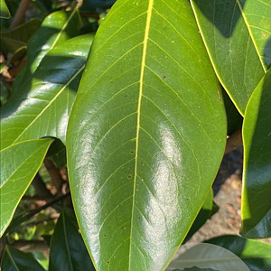 Magnolia grand. 'Galissonnière' 175-200 cm draadkluit meerstammig