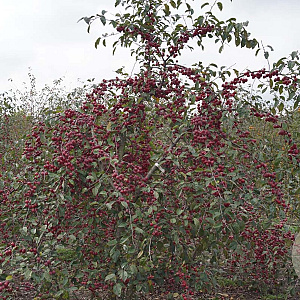 Malus 'Gorgeous' 250-300 cm draadkluit meerstammig