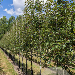 Malus 'Rudolph' 10-12 HO draadkluit
