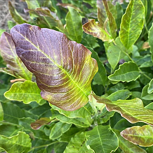 Magnolia stellata 175-200 cm draadkluit meerstammig