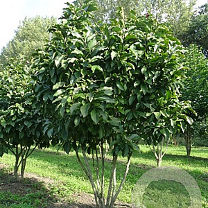 Magnolia 'Susan' 150-175 cm draadkluit meerstammig 80-100 breed