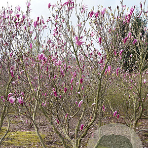 Magnolia 'Susan' 300-350 cm draadkluit meerstammig
