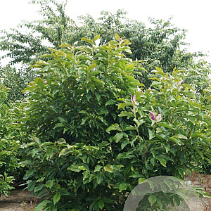 Magnolia 'Susan' 300-350 cm draadkluit meerstammig