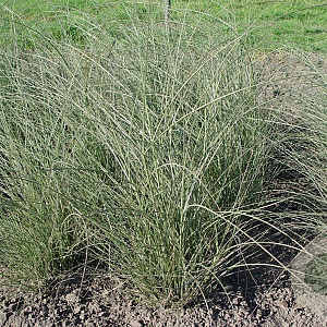 Miscanthus sin. 'Morning Light' GM P9