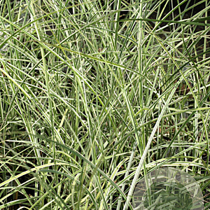 Miscanthus sin. 'Morning Light' GM P9