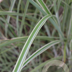 Miscanthus sin. 'Morning Light' GM P9