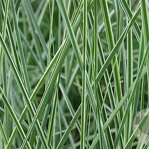 Miscanthus sin. 'Morning Light' GM P9