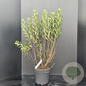 Myrica gale 50-60 cm 7,5L