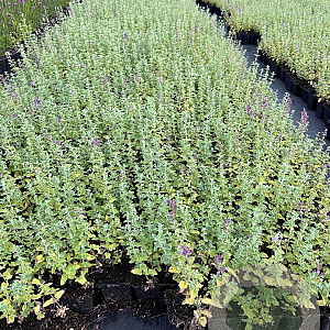 Nepeta 'Walker's Low' GM P9