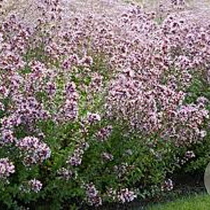 Origanum laevigatum 'Herrenhausen' GM P9 BIO