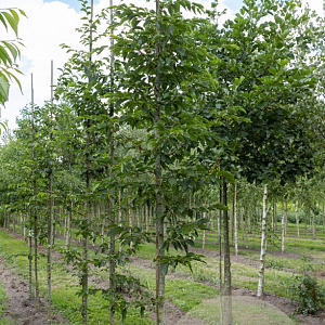 Ostrya carpinifolia 12-14 HO draadkluit