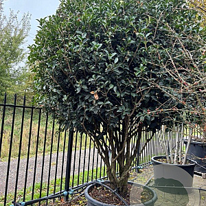 Osmanthus heterophyllus 250-300 cm container meerstammig opgekroond