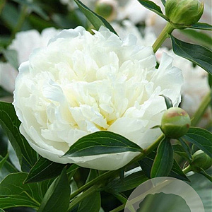Paeonia (LD) 'Duchesse de Nemours' GM  P11